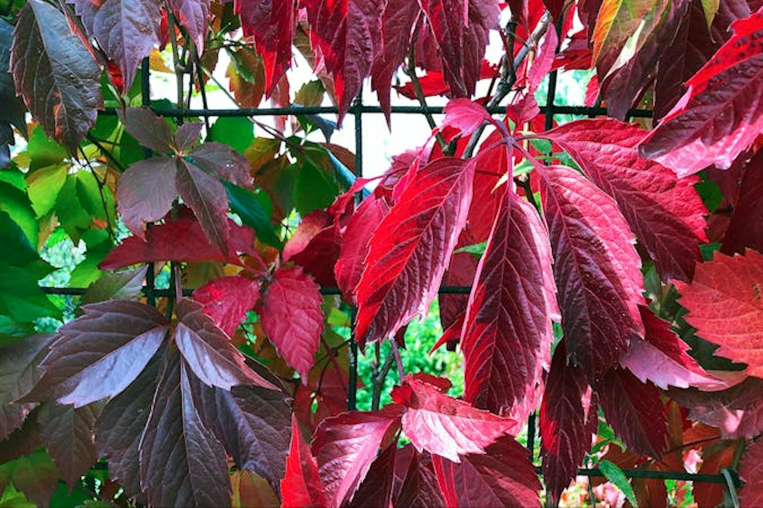 klatrevildvin Klatrevildvin på en metalramme